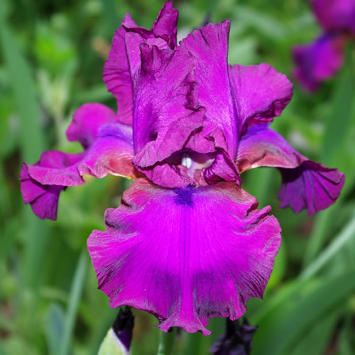 Iris germanica Gypsy Romance